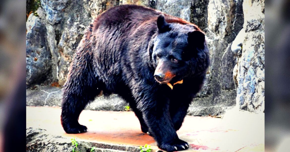 Japanese Army Called To Tackle Out-of-Control Bear Population Responsible for 73 Attacks in One Month (VIDEOS) Japanese Army Called To Tackle Out-of-Control Bear Population Responsible for 73 Attacks in One Month (VIDEOS)