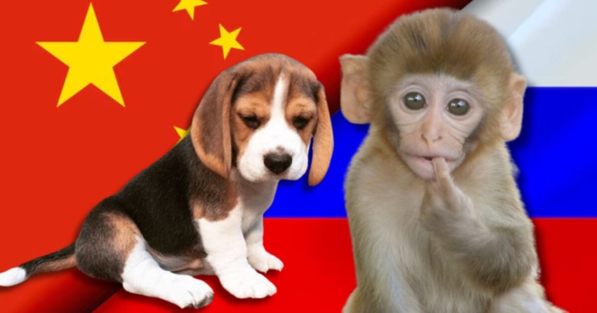 Foreign Labs Still Abusing Dogs, Primates, and Other Animals in NIH-Funded Testing Foreign Labs Still Abusing Dogs, Primates, and Other Animals in NIH-Funded Testing