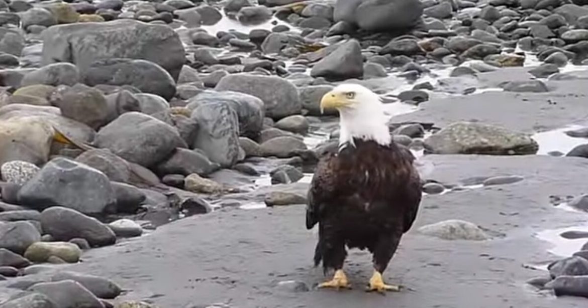 Odd Encounter – Driver in North Carolina Says Bald Eagle Dropped Cat Through Windshield
