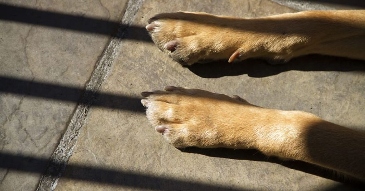 You Can’t Make This Up: Dog Accidentally ‘Shoots’ Owner in Bizarre Freak Accident