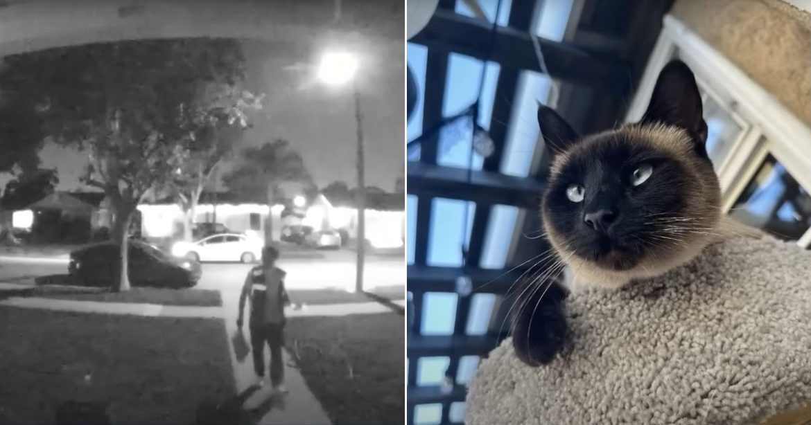 Amazon Apologizes After Delivery Driver Drops Off Package, Allegedly Steals Homeowner’s Cat