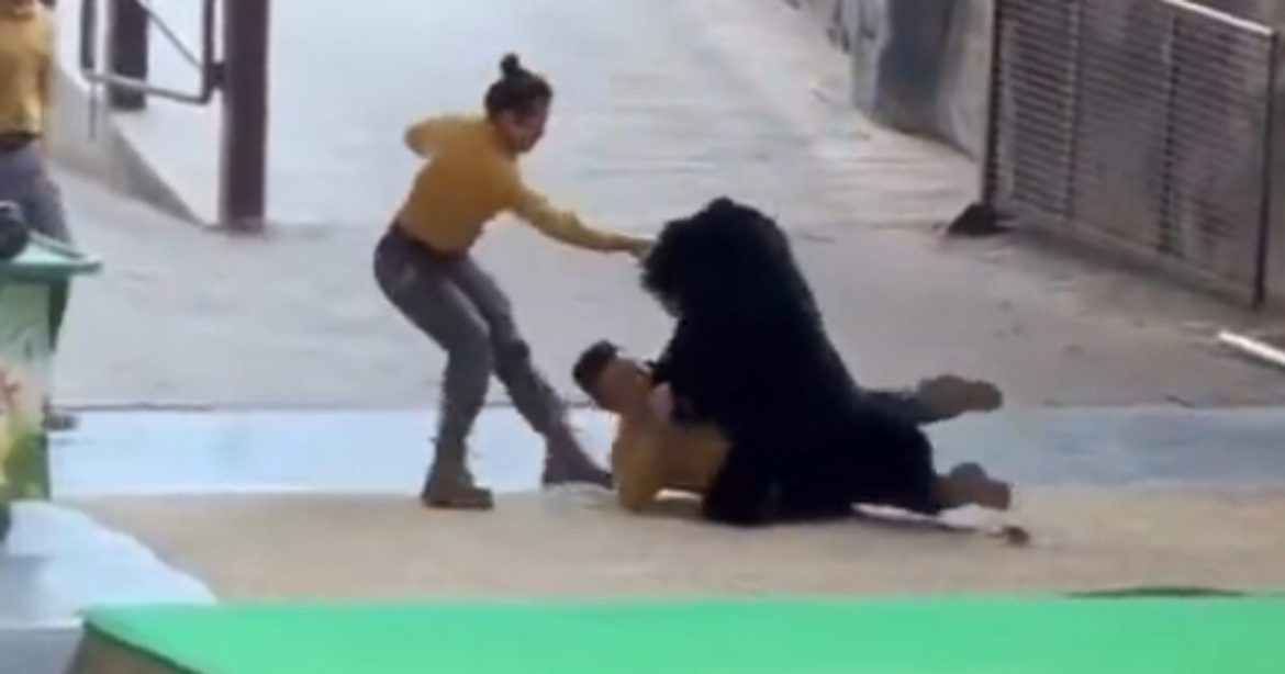 HORROR: Black Bear at Chinese Zoo Attacks Zookeeper During Show (VIDEO)