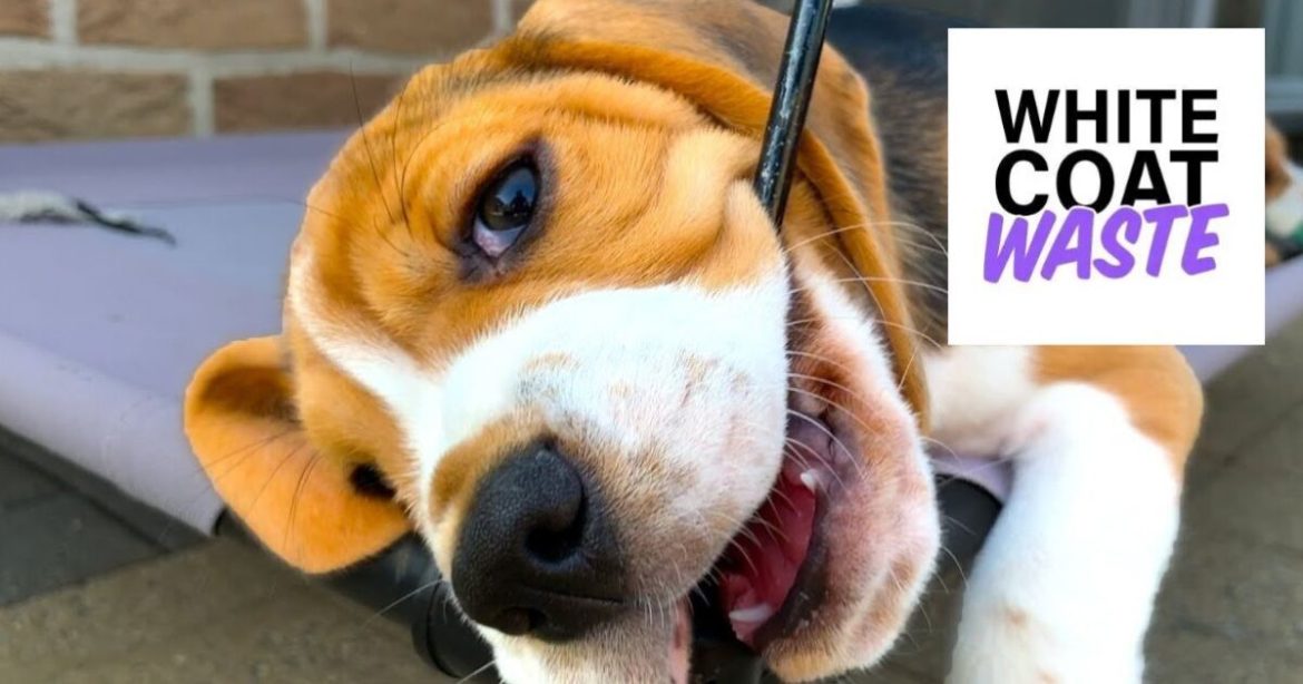 Victory for Taxpayers and Animals: White Coat Waste Campaign Leads Congress to Slash Funding for Pentagon’s Cruel Dog and Cat Experiments in 2026 NDAA