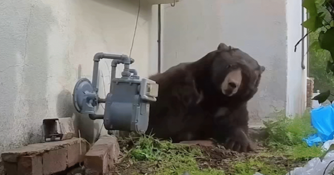 ALTADENA BEAR: 550-Pound Beast That Occupied House’s Basement for Over a Month Has Now Tried to Hibernate in Two Other Houses in the Region