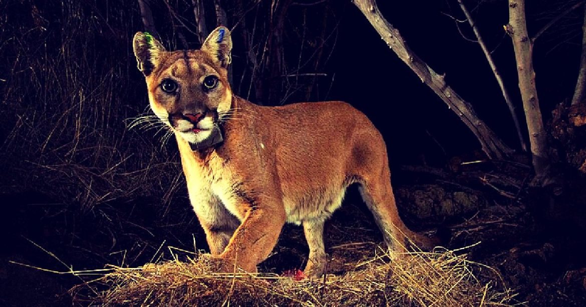 Colorado Woman Dies in Suspected Mountain Lion Attack, the First Since the 20th Century