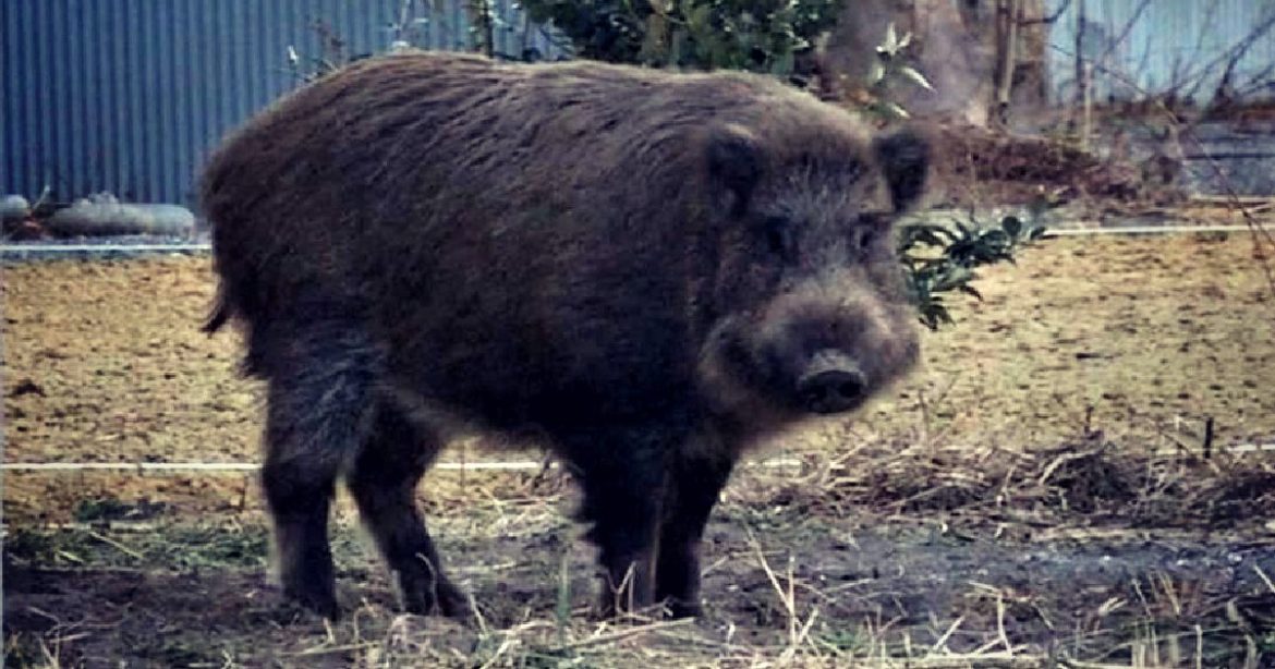 JAPANESE NUCLEAR SWINE: In the Fukushima Radioactive Disaster Area, Pig-Boar Hybrids Are Reproducing Fast