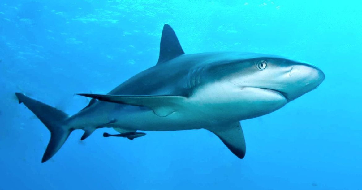 Sharks in the Caribbean Show Traces of Cocaine, Study Shows