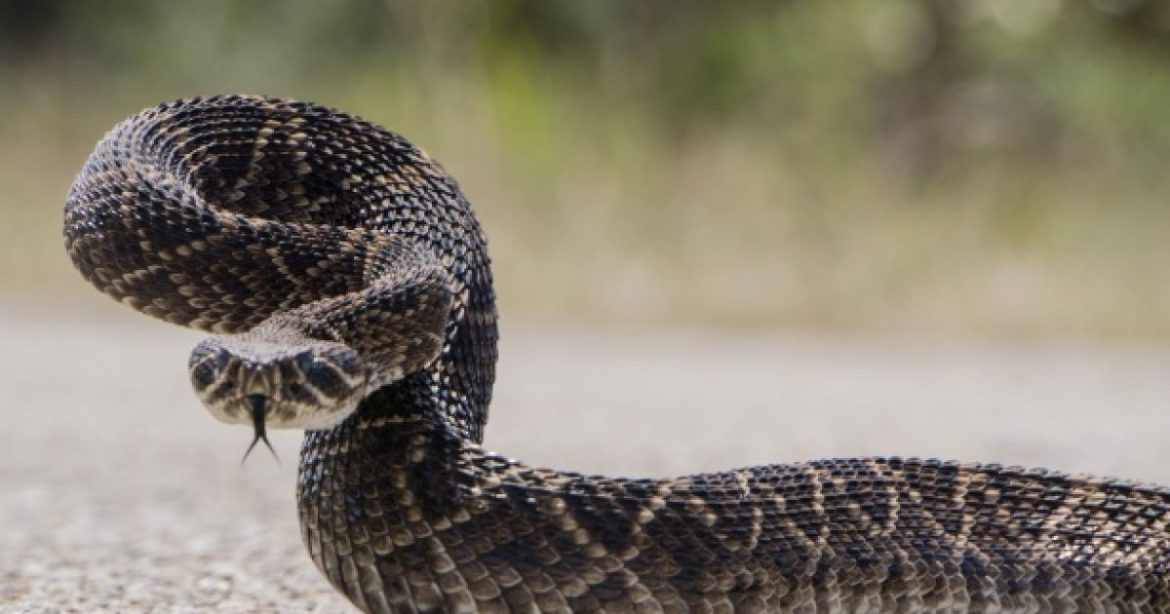 Rattlesnake Danger Growing in Southern California After Second Deadly Bite in Weeks