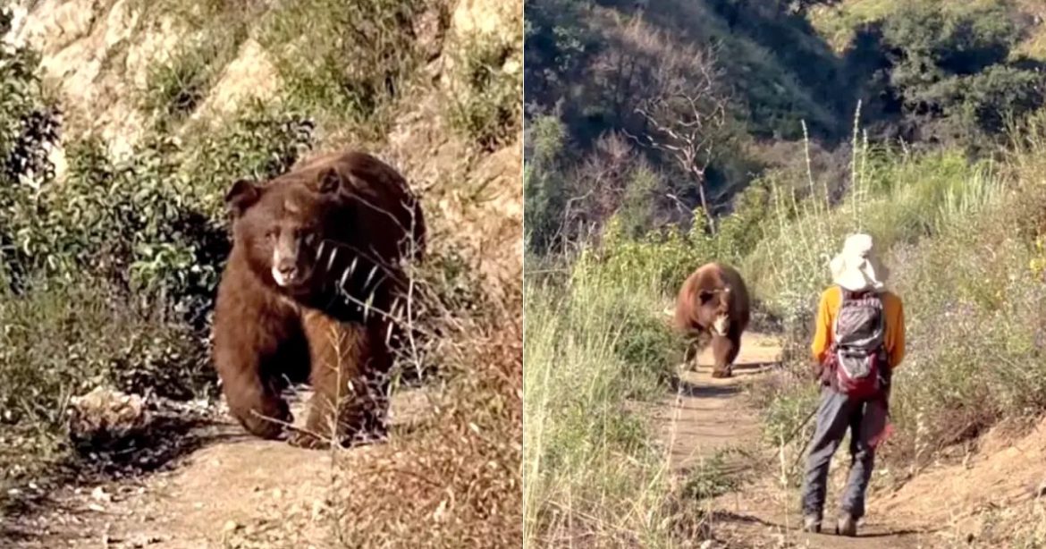 WATCH: Massive Brown Bear Charges Hiker in Angeles National Forest, His Reaction Goes Viral