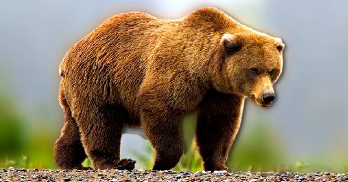 Brown Bear Attacks and Injures Two US Soldiers During Training in Alaska
