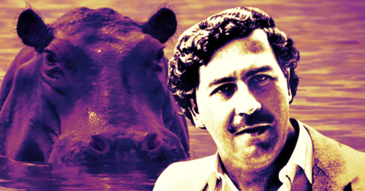 Colombian Officials Approve Culling of Dozens of Descendants From Pablo Escobar’s Cocaine Hippos Wreaking Havoc in the Country’s Rivers