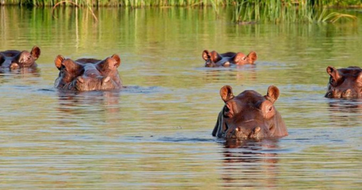 Asian Billionaire Offers To Host Invasive ‘Cocaine Hippos’, Brought to Colombia by Late Cartel Boss Pablo Escobar, and Marked for Culling
