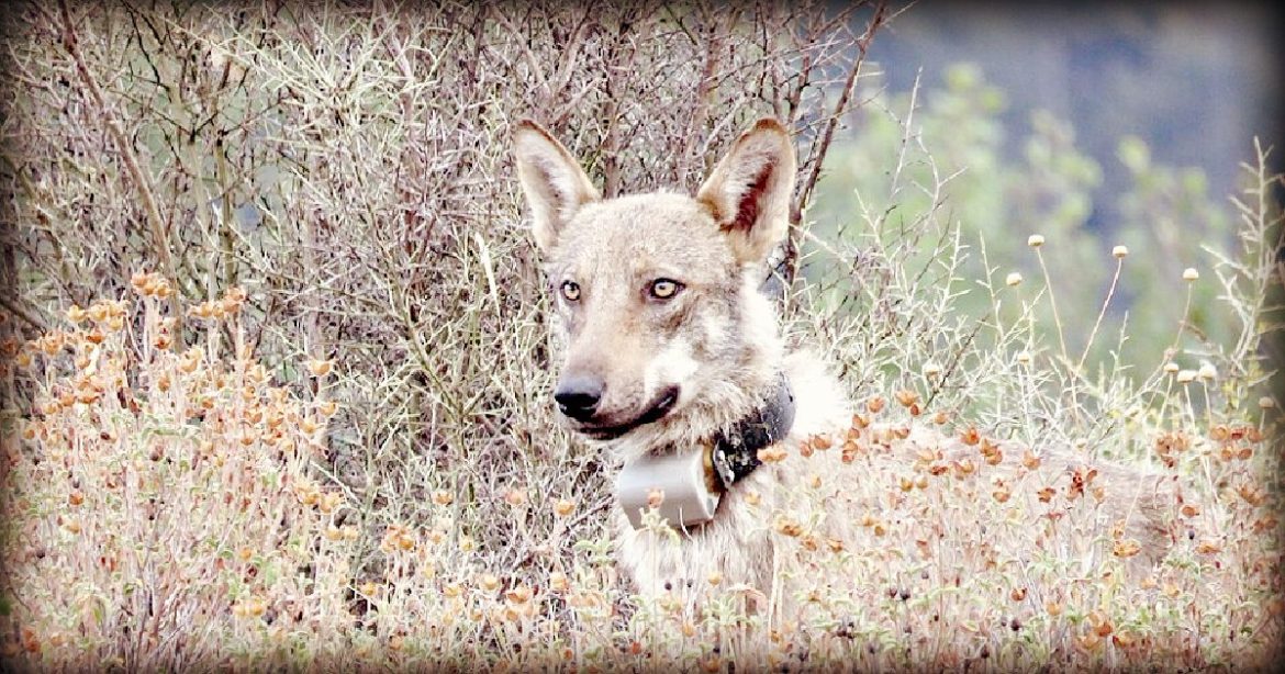 DEADLY FOREST: Italian Authorities Investigate Poisoning of Eighteen Wolves in National Park