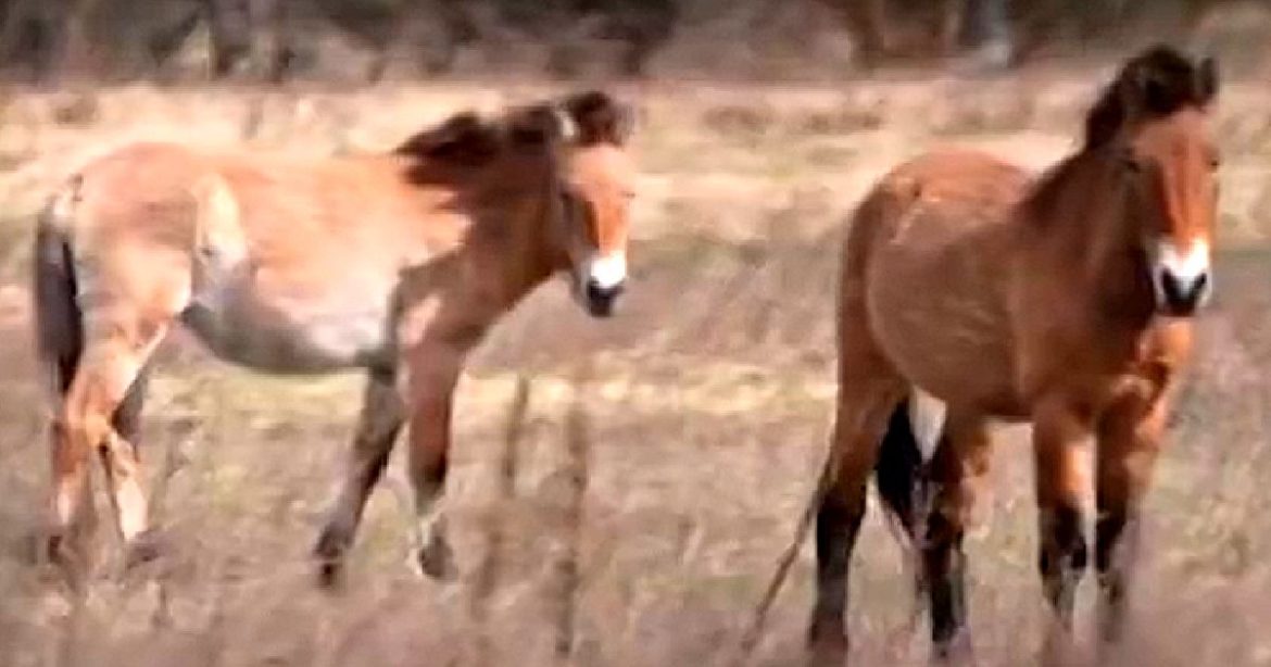WATCH: Animals Are Thriving on Contaminated Land in Chernobyl’s Radioactive Exclusion Zone