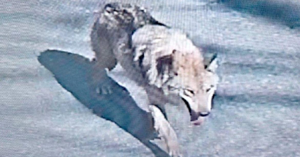 WOLF AT THE DOOR: Predator Escapes from South Korean Zoo, Eludes a Major Capture Effort With Drones and Heat-Seeking Sensors, Becomes a Crypto Meme Coin