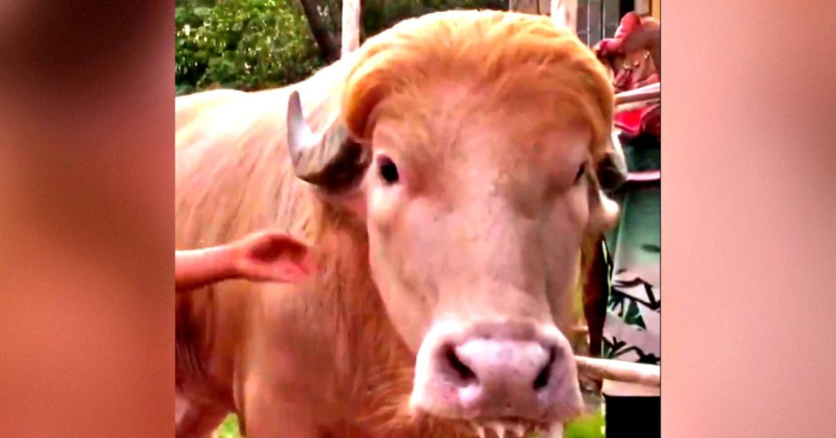 Albino Bull With Long Blonde Hair Nicknamed Donald Trump Becomes Local Star and Goes Viral, But Now Muslim Bangladeshi Owners Plan To Sacrifice It on Eid al-Adha (VIDEOS)