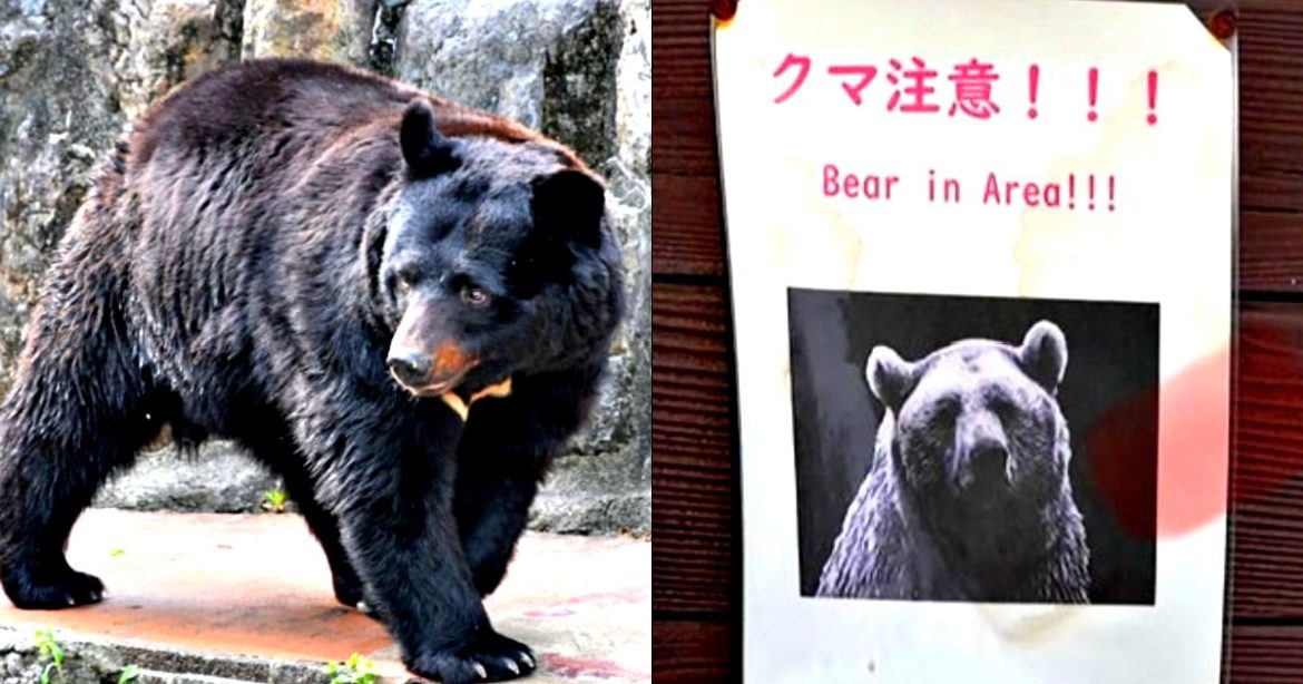 Japanese Woman Killed by Bear Attack as Apex Predators Emerge From Hibernation