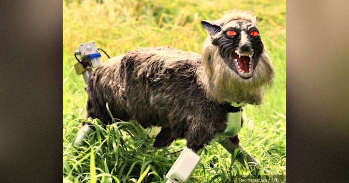 ONLY IN JAPAN: With Government Unable To Deal With Surging Bear Populations, Citizens Have Deployed a Pack of Robot-Wolves To Counter Them (VIDEO)
