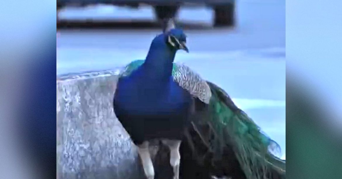 Small Italian Village Besieged by Peacocks Running Amuck, Attacking Cars, Eating Flowers and Shrieking at Night