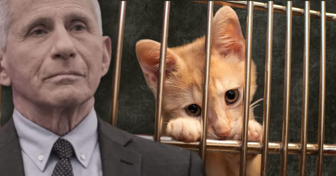 EXCLUSIVE: Fauci Moved Kitten Experiments into NIH After Trump Shut Down USDA Lab, New White Coat Waste Investigation Reveals They’re Still Active