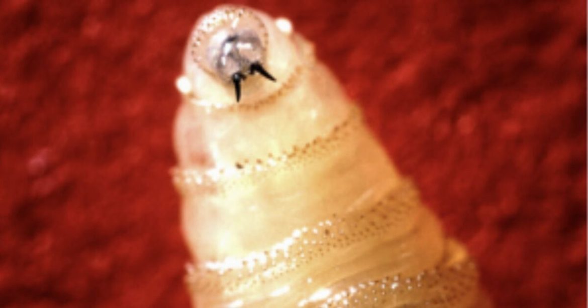 Flesh-Eating Screwworm Confirmed in Texas Calf, First U.S. Livestock Case in 60 Years Triggers Emergency Quarantine